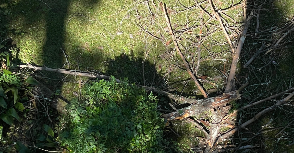 Crew performing post-storm debris clean-up in a residential yard in the Greater Jackson Area