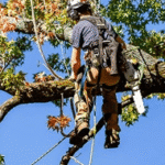 Precision crown thinning and pruning service in Greater Jackson MS