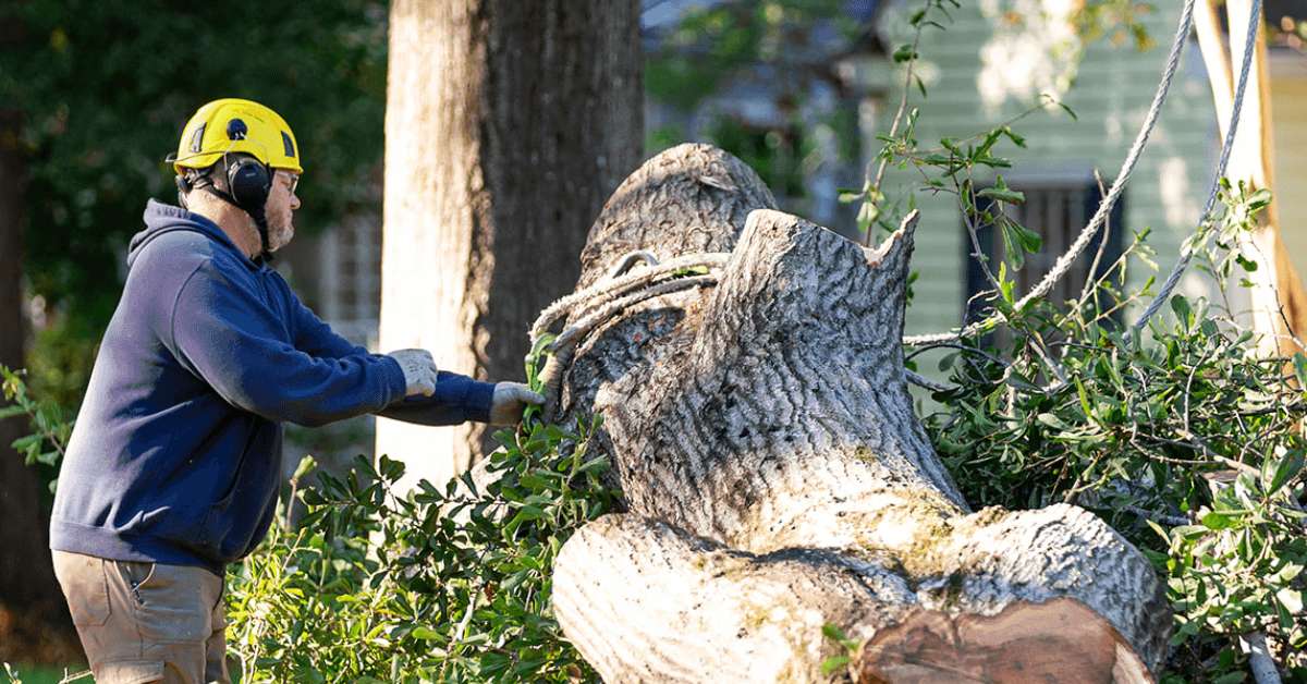 Crane-assisted tree removal near a residential property in Flora, Mississippi