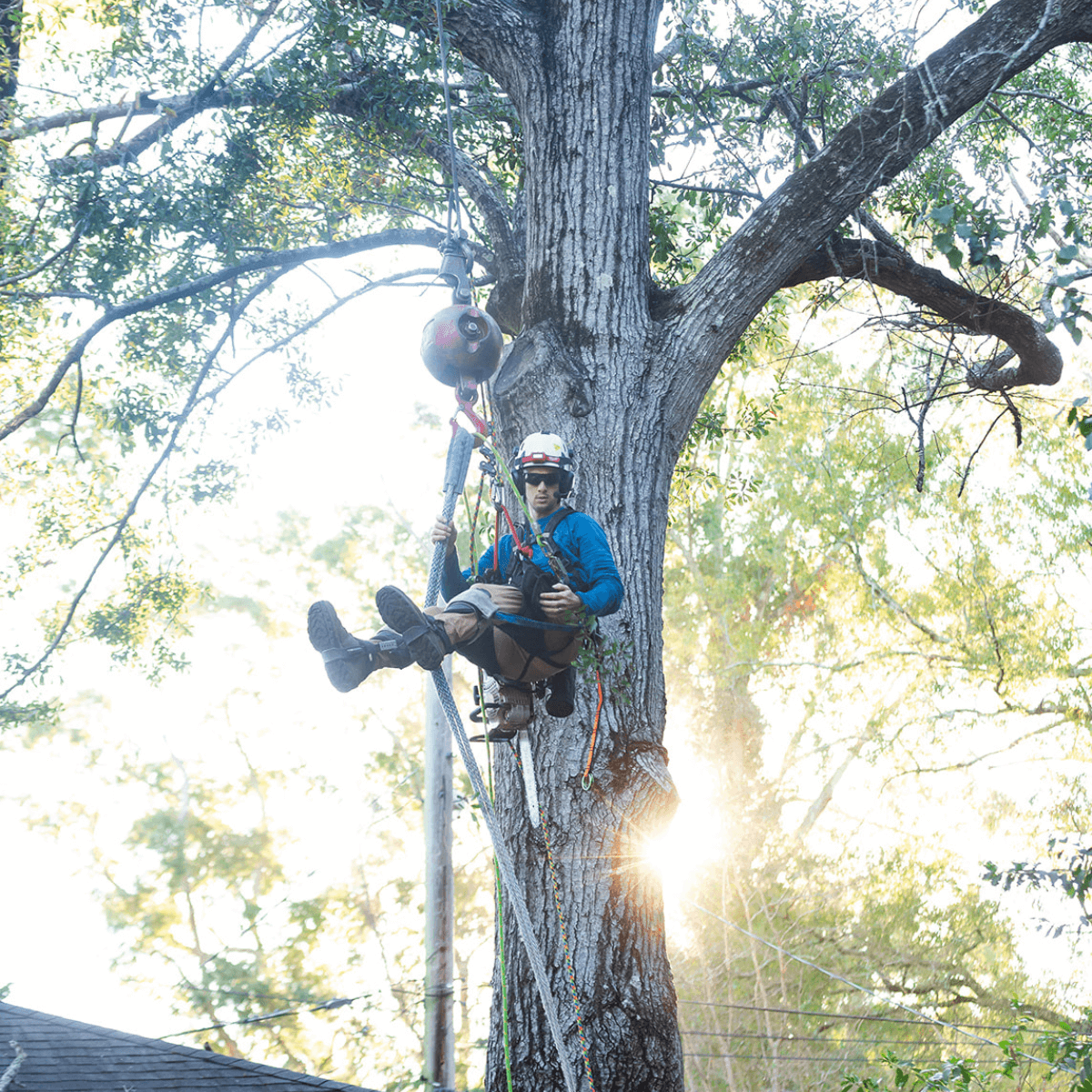 Arborist secured with climbing ropes while working high in a large tree in Clinton, MS.
